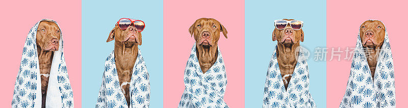 可爱的，漂亮的棕色小狗和毛巾。特写镜头
