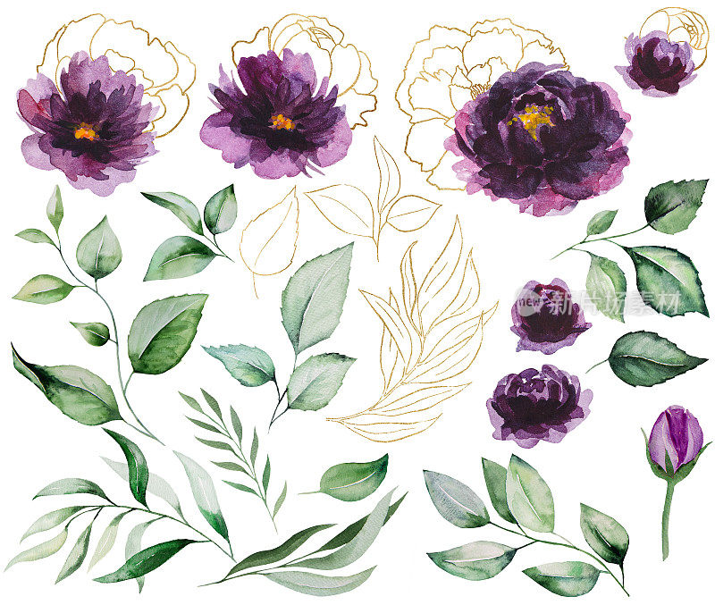 水彩紫色和金色的牡丹花和花园的叶子插图元素