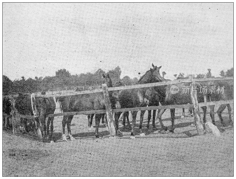 古色古香的图片:训练马匹的马厩，邦纳瓦，因德雷