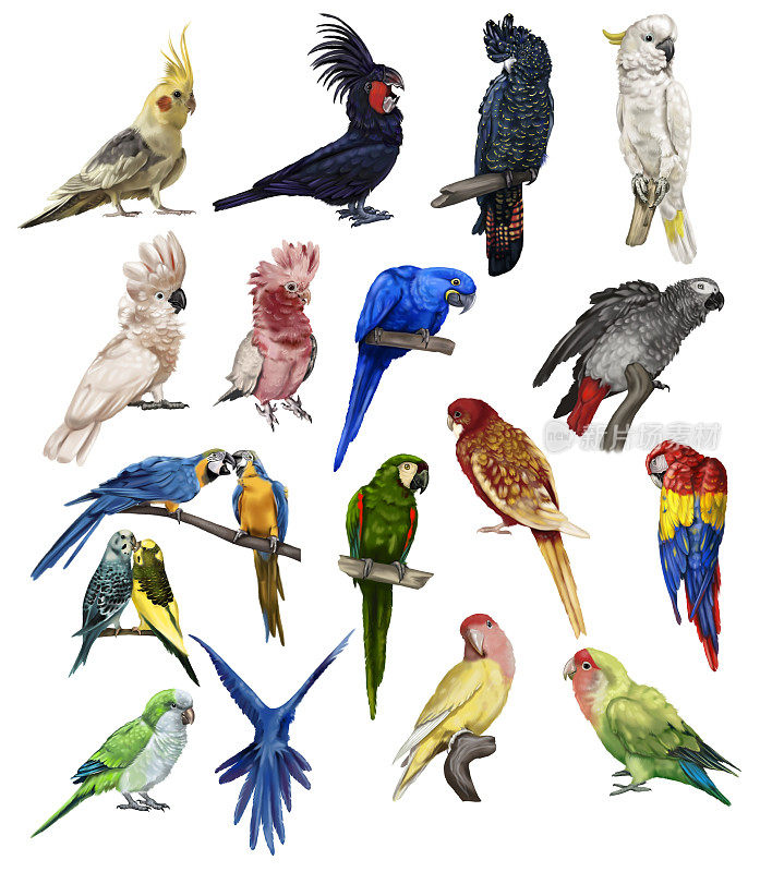 一大群鹦鹉。鹦鹉物种的现实插图。