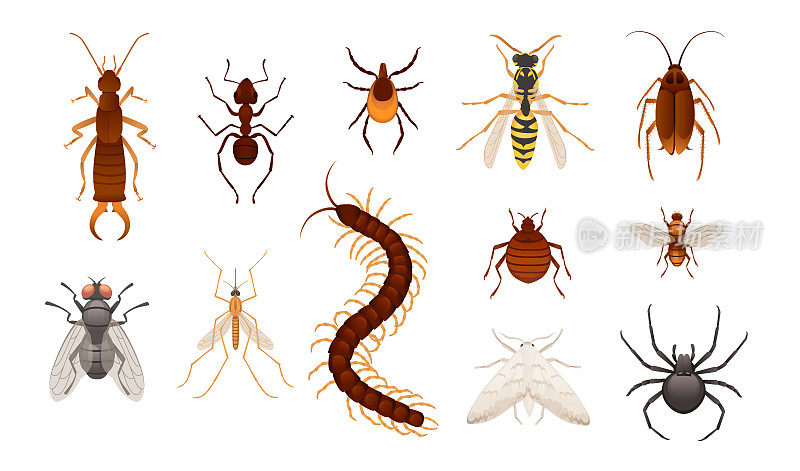 一系列对人类危险和有害的各种昆虫矢量插图在白色背景
