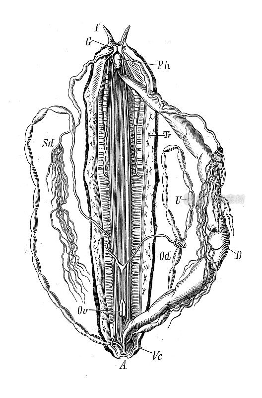 古代生物动物学图像:蜈蚣