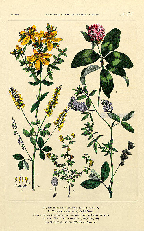 《植物王国的历史》，维多利亚植物插图，第78版，大约1853年