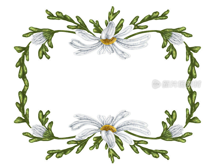 框架是用大的野雏菊做的。花，花蕾和叶子。在白色的背景上。为花草茶、天然化妆品、香薰、保健品设计