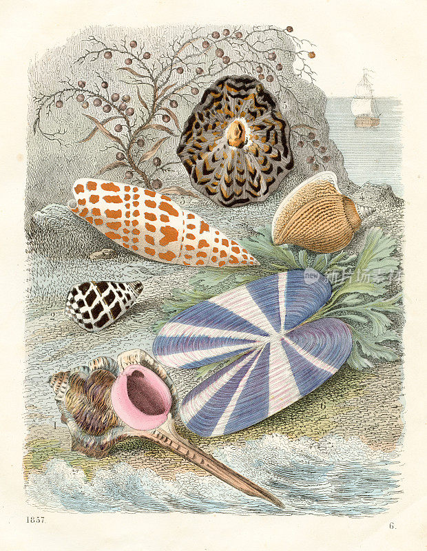 海螺:粗花呢海螺，黑白相间的圆锥体，主教字冠，真海螺，蜗牛膝盖骨，蛏子色板插图1857