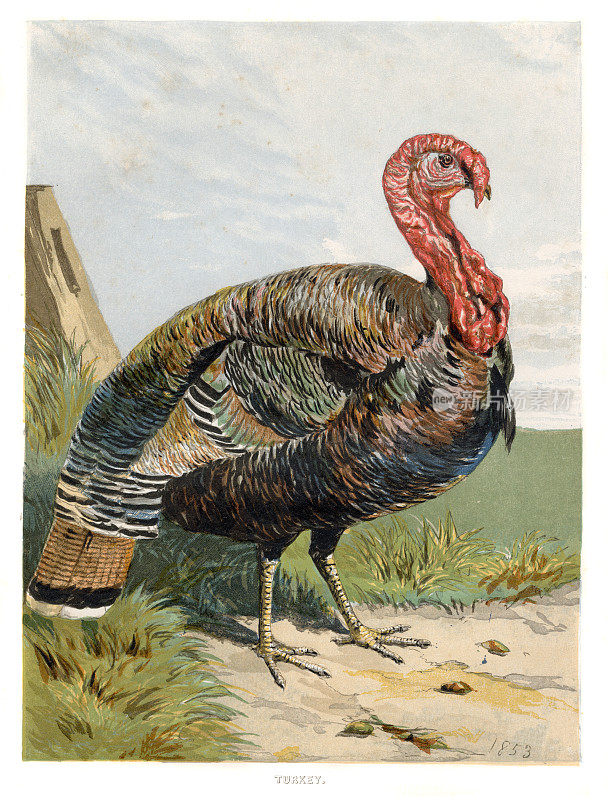 土耳其-为“家禽书”1853年印刷木版
