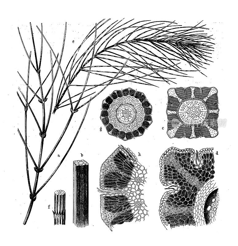 古植物学插图:金丝桃、木麻黄
