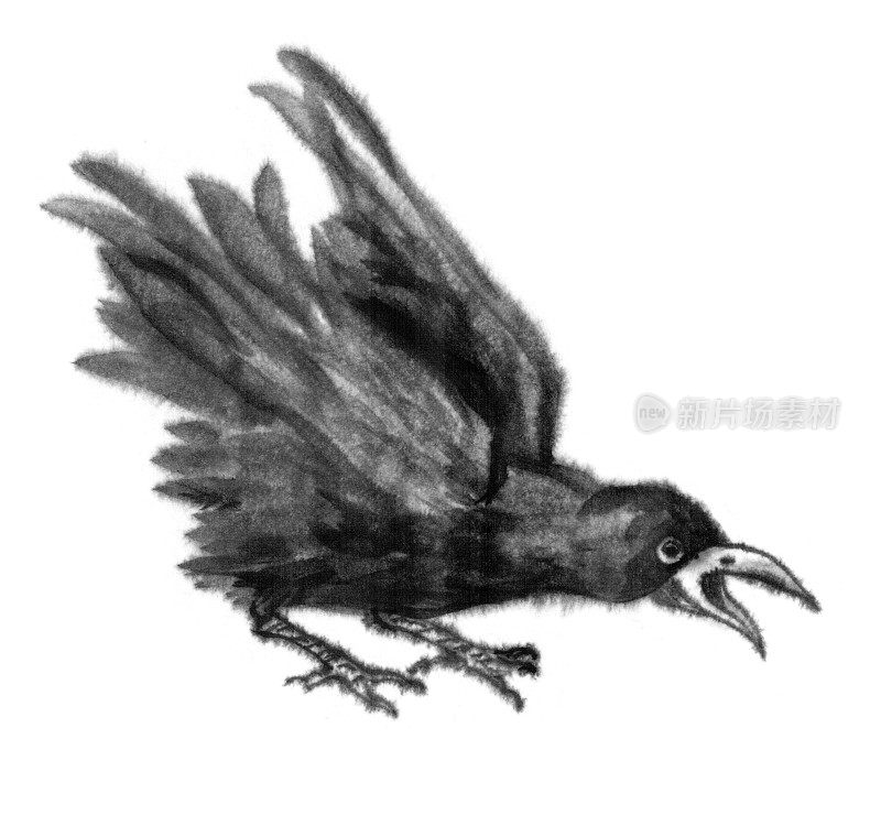 黑色的乌鸦用墨水绘在白色的背景上。一个鸟的形象，乌鸦，寒鸦，喜鹊。神秘主义，神秘主义，神秘主义，萨满教，象征，魔法。中国风格,东方。