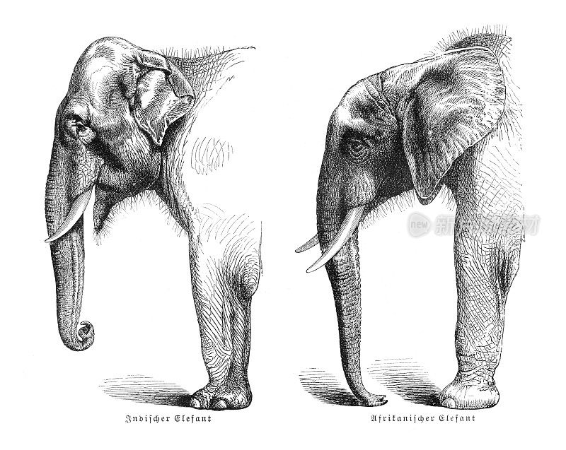 印度大象和非洲大象的比较1897年