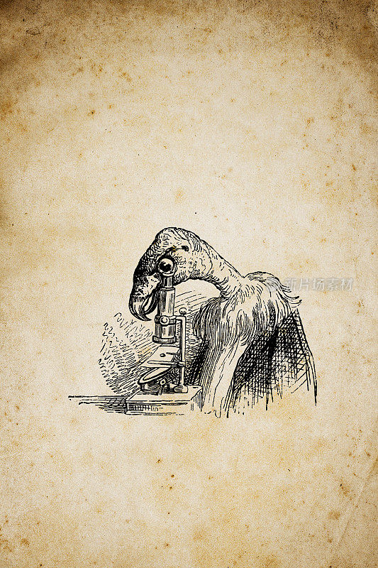 人性化动物插图:显微镜下的秃鹫