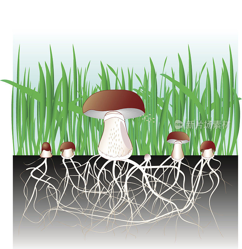 蘑菇和植被。繁殖菌丝和孢子