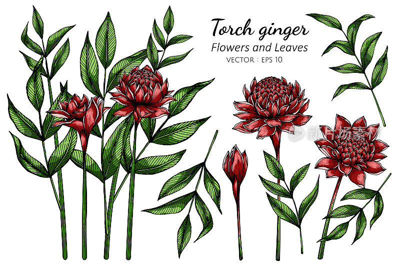一套红色火炬姜花和叶子绘图插图与线条艺术在白色的背景。