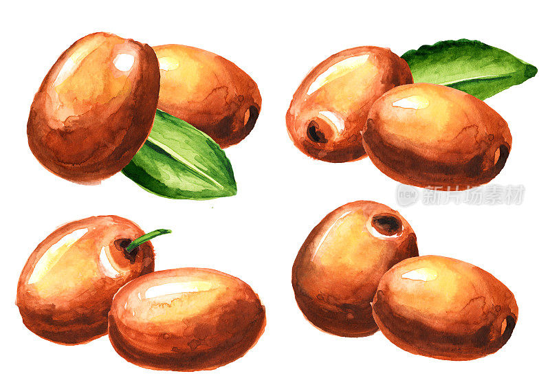 新鲜的乌纳abi果，酸枣和绿叶。手绘水彩插图孤立的白色背景