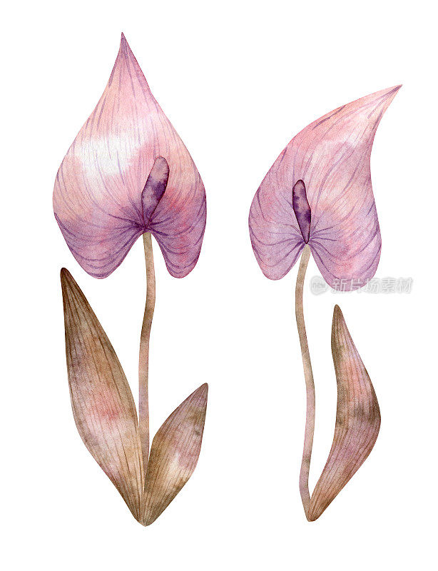 水彩插图与粉红色的鸡胸草花。马蹄莲植物在复古风格的卡片，封面，海报。