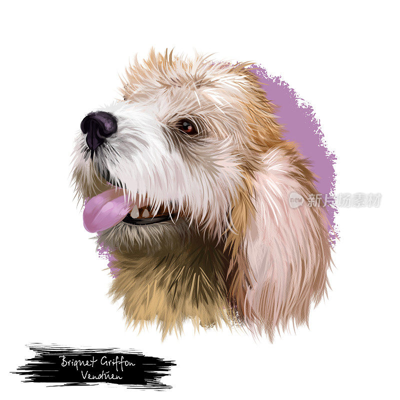 Briquet格里芬Vendéen狗品种孤立在白色背景数字艺术插图。猎犬起源于法国，狗的头像，剪纸真实设计小狗手绘打印。