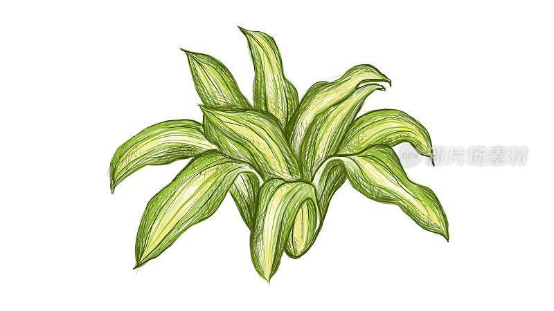 白色背景上的龙牙香植物插图