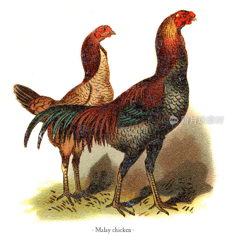 马来鸡色板印刷术1882年