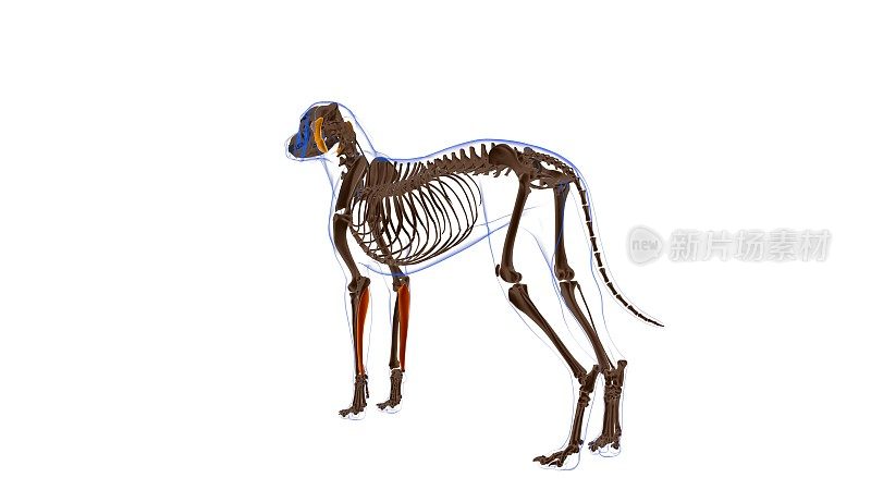 尺侧腕屈肌犬肌解剖医学概念3D