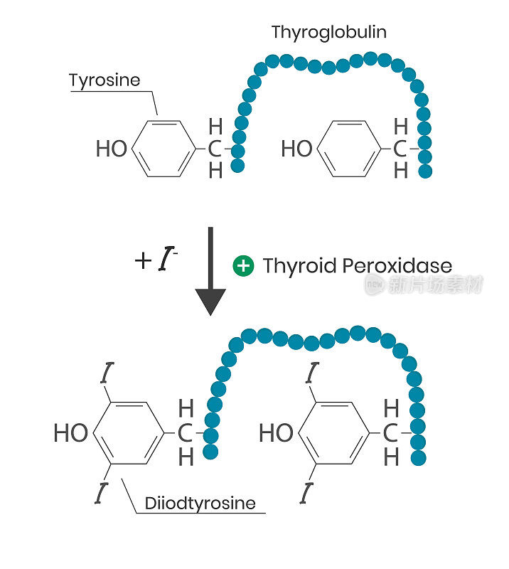 甲状腺过氧化物酶功能。