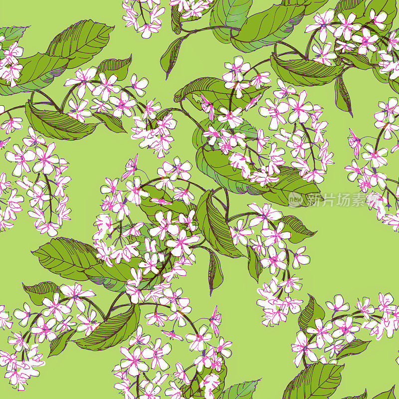 盛开的鸟樱桃在春天的绿色，无缝图案，背景手绘插图