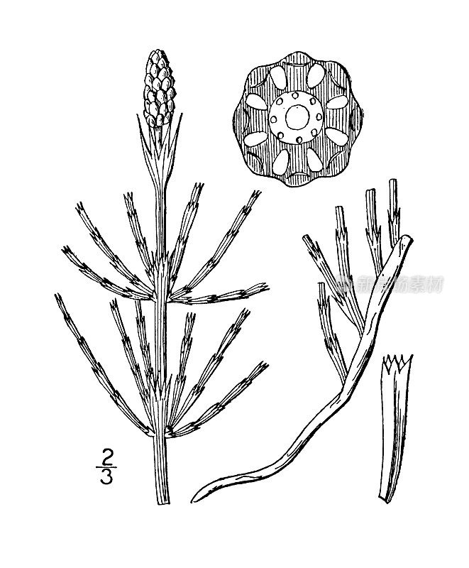 古植物学植物插图:木贼，马尾