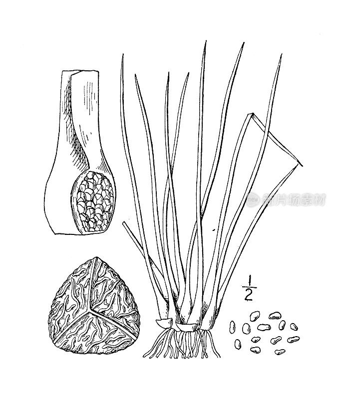 古植物学植物插图:水韭，鹅毛草