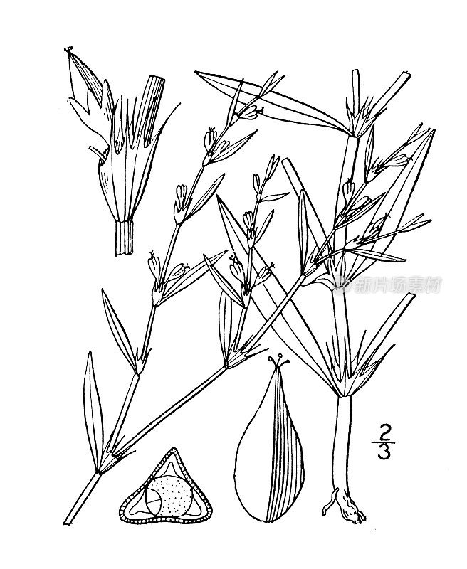 古植物学植物插图:蓼，长果节