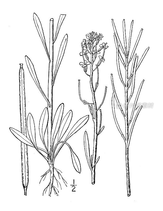 古植物学植物插图:小丹参、小丹参