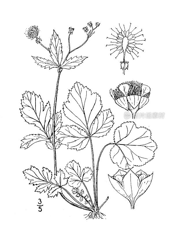 古植物学植物插图:锦绣，春日