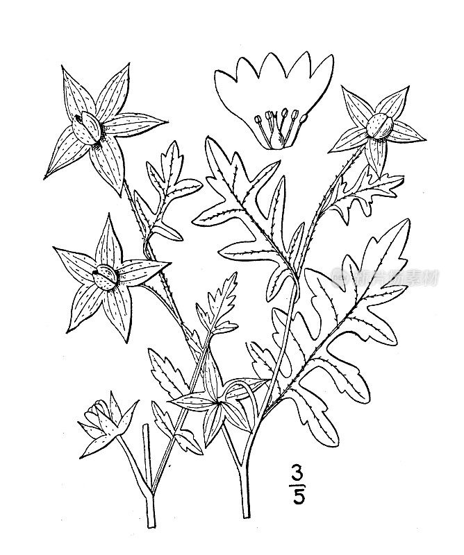 古植物学植物插图:大花萼龙葵，龙葵