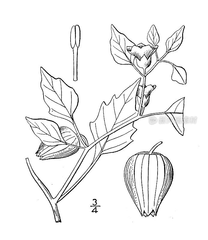 古植物学植物插图:酸浆，tomatiillo，墨西哥碎樱桃