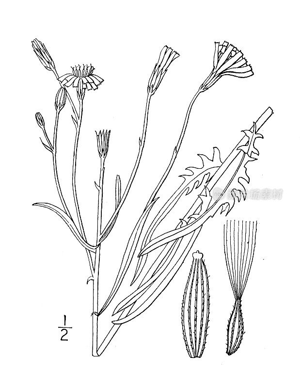 古植物学植物插图:克列皮斯，窄叶鹰须