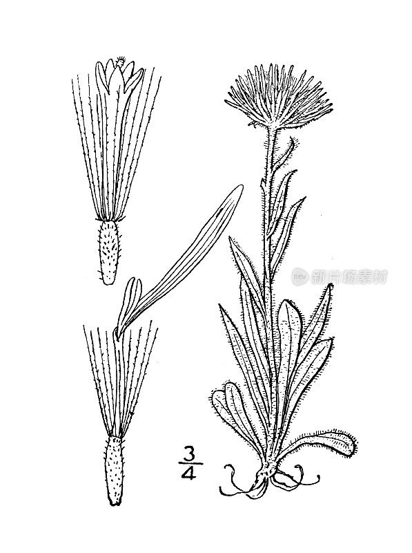 古植物学植物插图:灯盏花、北极灯盏花