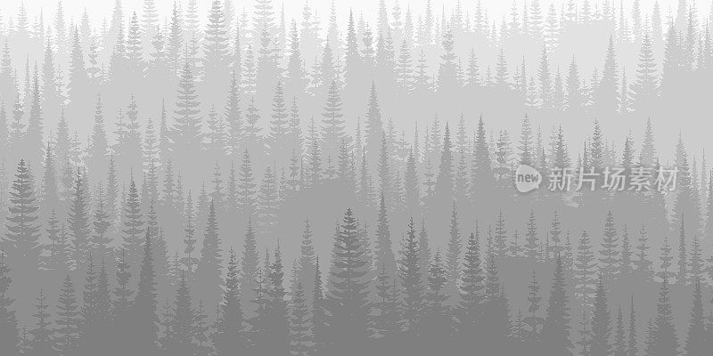 清晨的针叶林，黑白景观