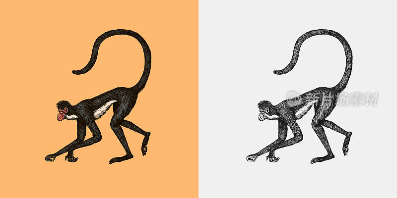 蜘蛛猴或南方的muriqui挂在树上。木刻风格的手绘雕刻素描。矢量插图在复古风格。