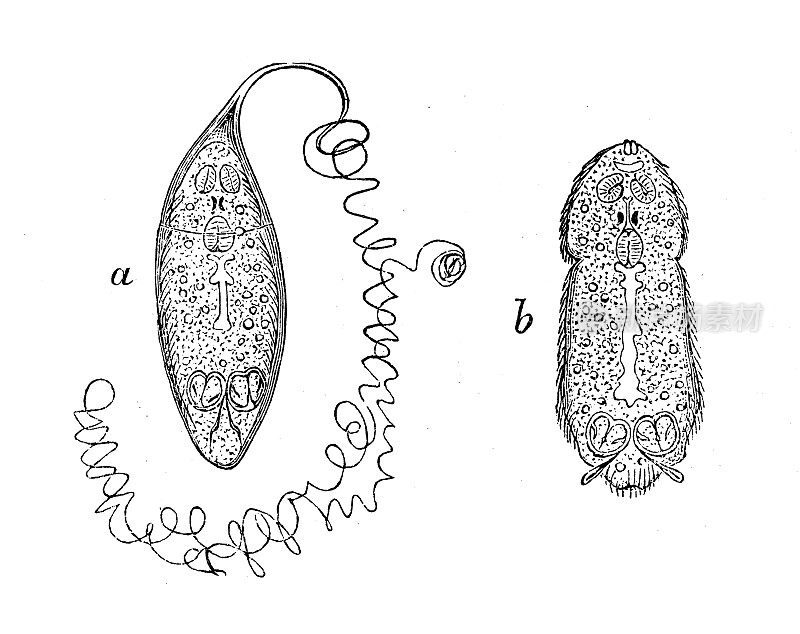 仿古生物动物学图像:梁龙