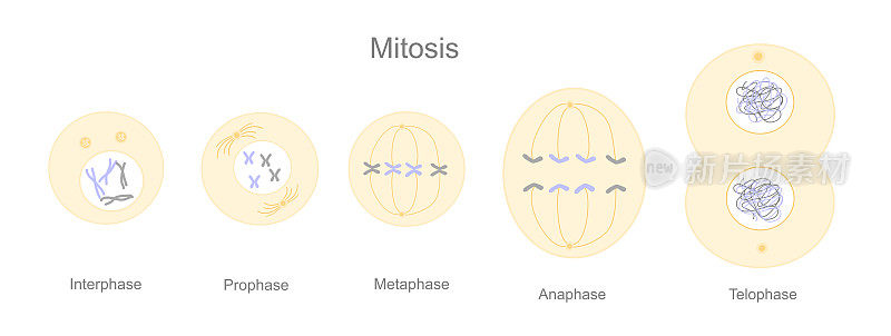细胞分裂(有丝分裂)的过程或阶段:间期、前期、中期、后期和末期