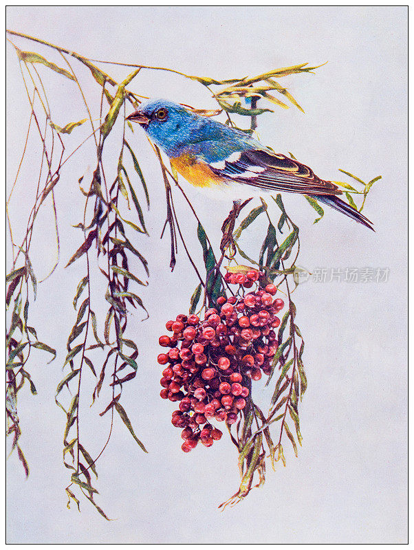 古董鸟类彩色图像:天青石彩绘