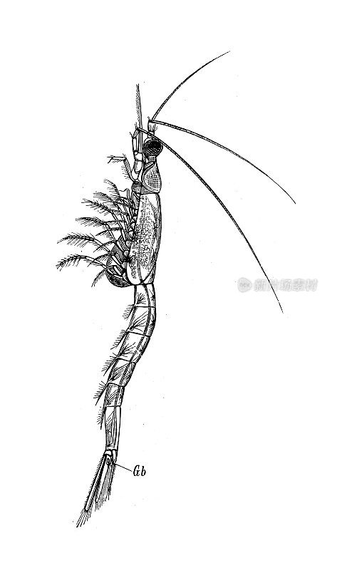 古代生物动物学图像:眼蕈