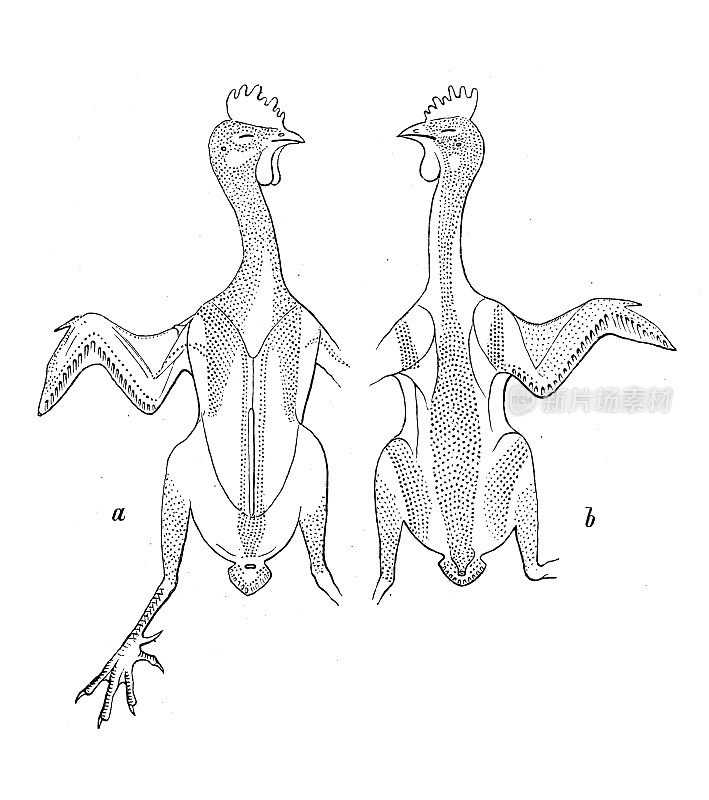 仿古生物动物学图像:翼翅目和翼翅目，银翅鸡