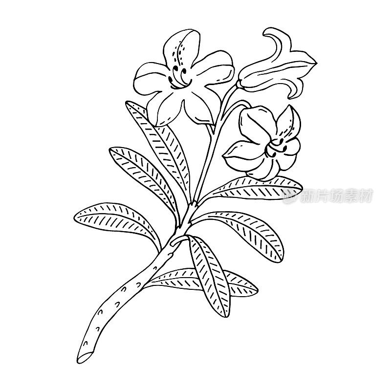 杜鹃花或高山玫瑰。常绿高山灌木。手绘轮廓矢量插图。白色背景上孤立的花朵轮廓。