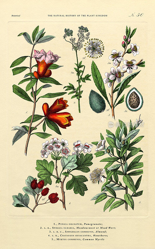 《植物王国的历史》，维多利亚植物插图，第50版，大约1853年