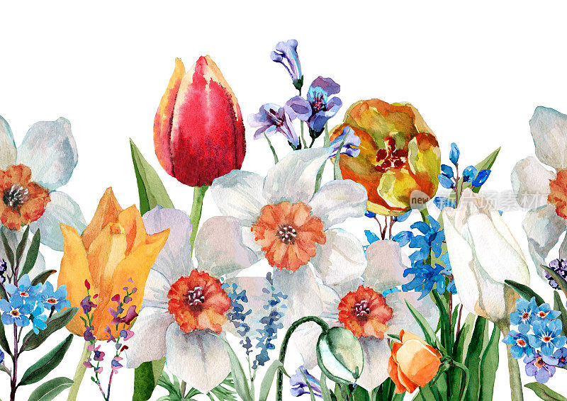 春天无缝花边。盛开的花儿有郁金香、水仙花、风信子、勿忘我花、花坛。水平花条纹。手绘水彩插图在白色背景的织物。