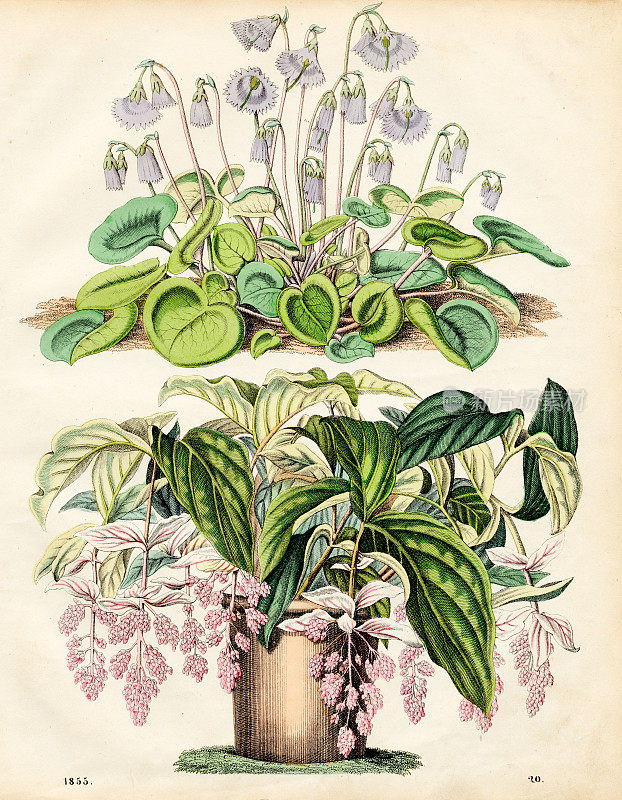 雪铃和玫瑰葡萄开花植物彩色板插图1855