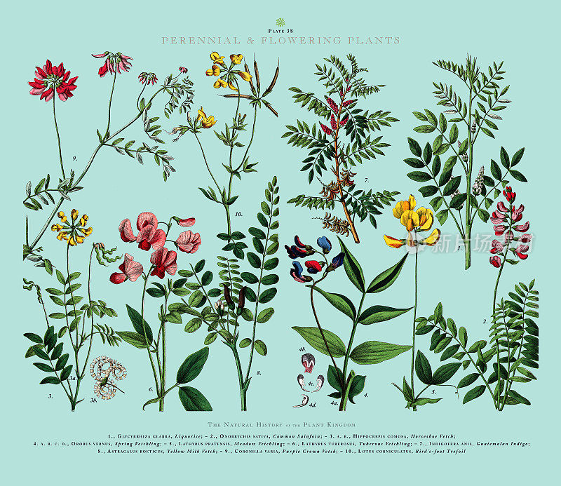 多年生植物和开花植物，植物王国，维多利亚植物插图，大约1853年