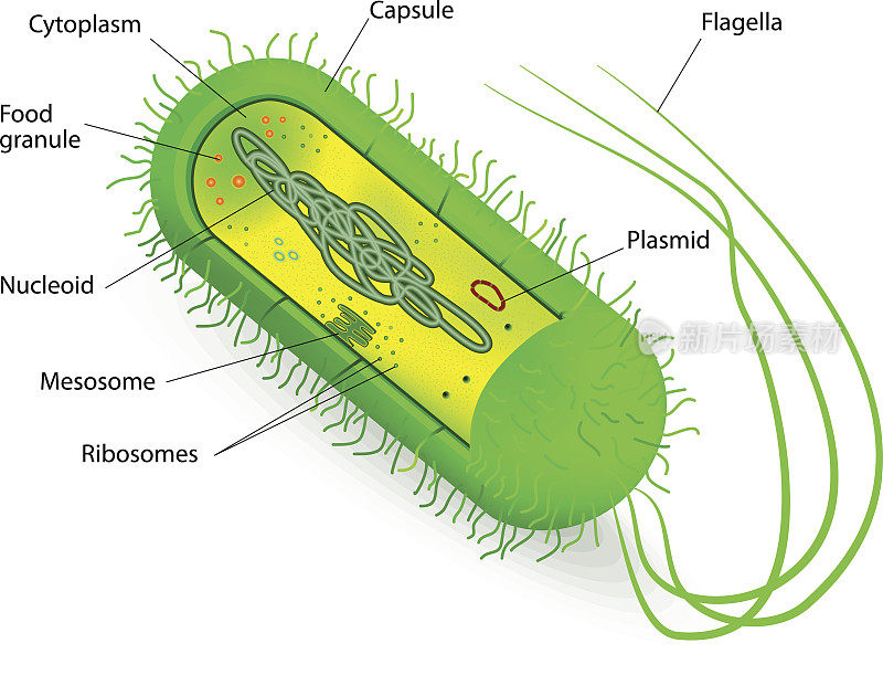细菌细胞结构