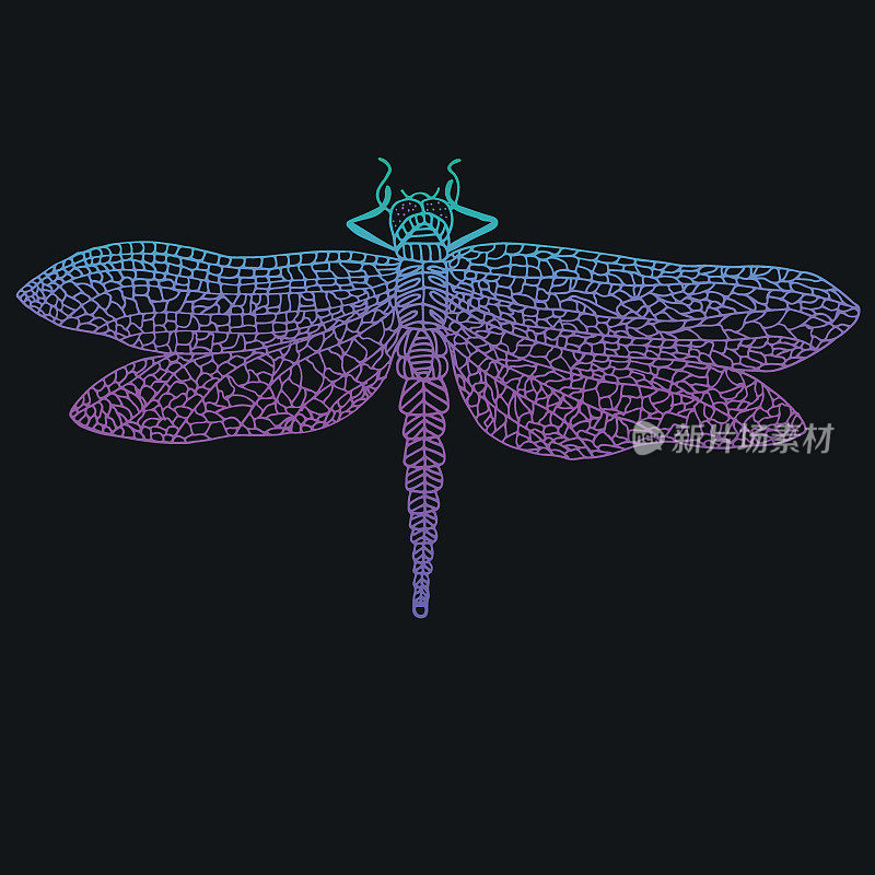 蜻蜓，美丽的翅膀昆虫，明亮的蓝紫色轮廓，孤立在黑色的背景。