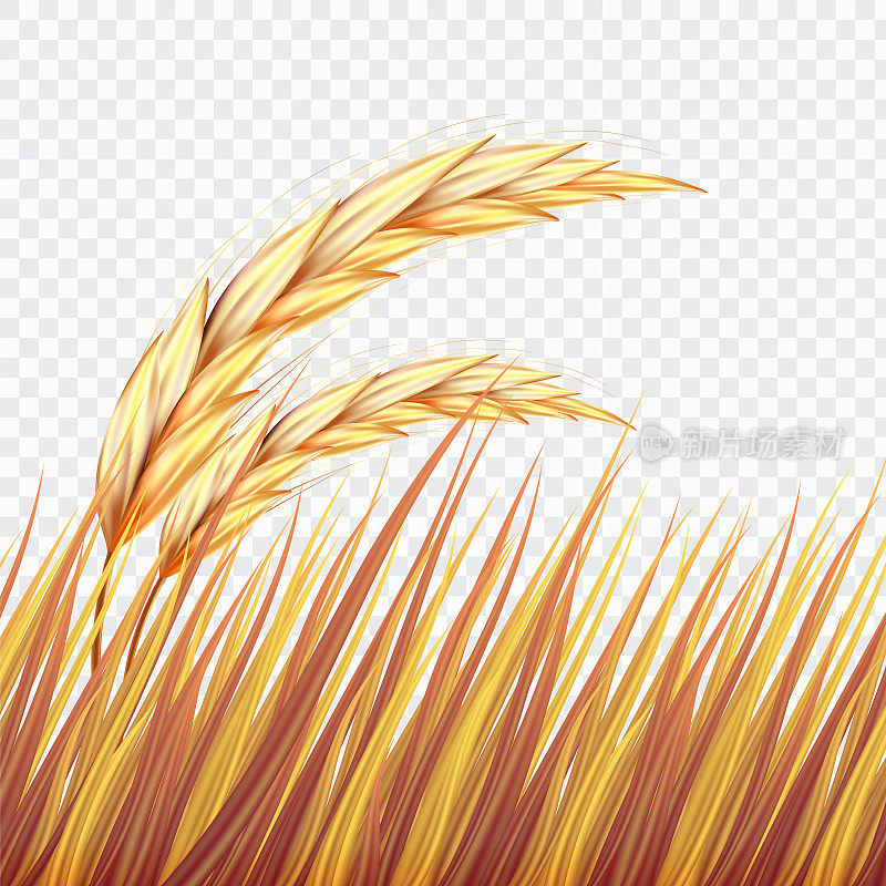 现代现实麦田或水稻孤立的背景，矢量插图。