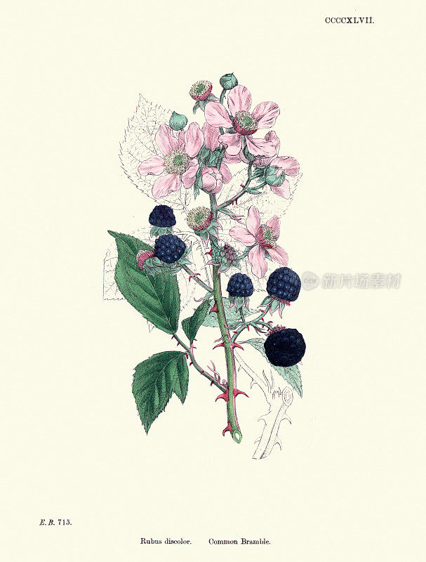 博物学，植物学，花纹，变色悬铃莓，喜玛拉雅黑莓