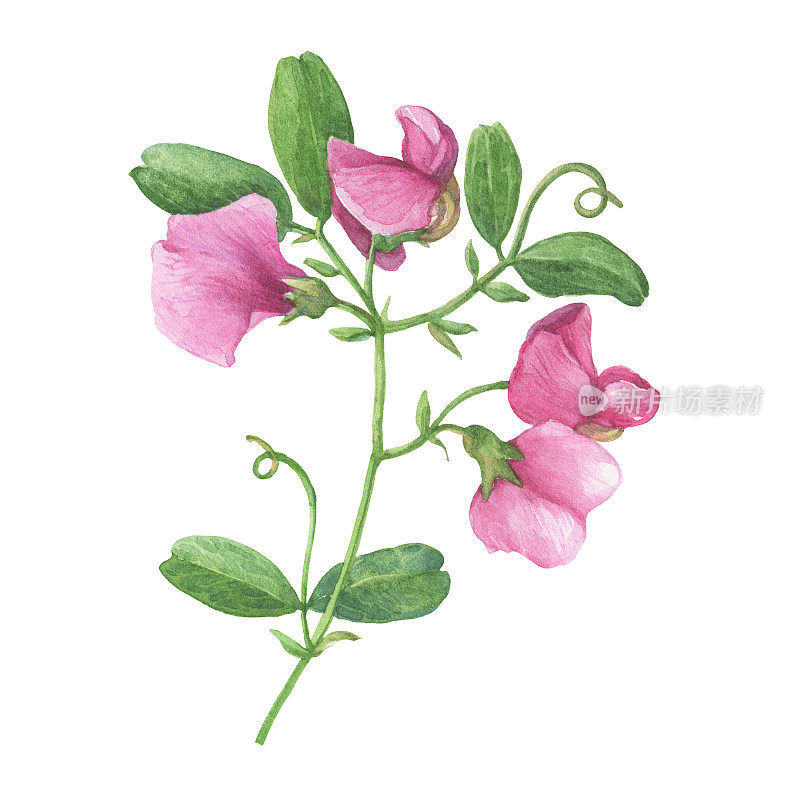 树枝上有鼠豆粉-野豌豆(俗称甜豌豆、牛紫薇、鸟紫薇)。水彩手绘插图，孤立的白色背景。